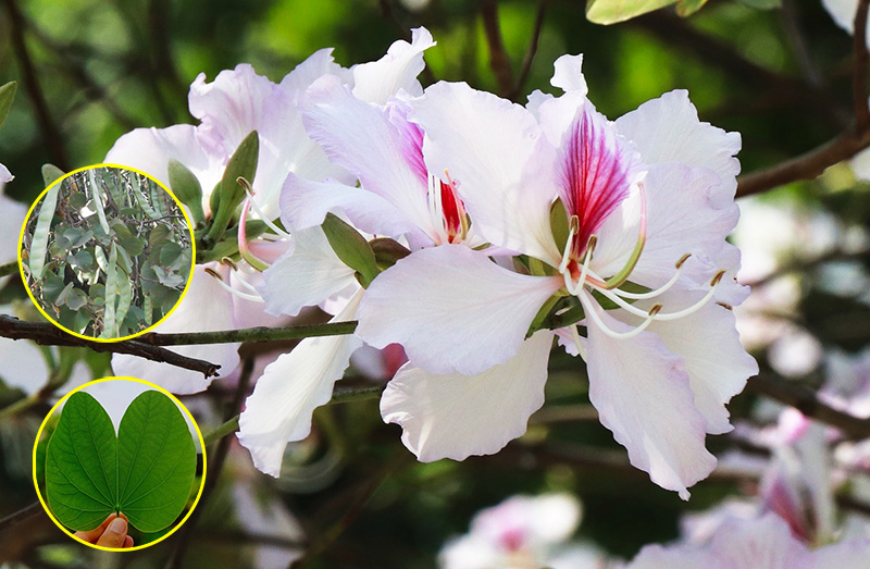Đặc điểm của cây hoa Ban
