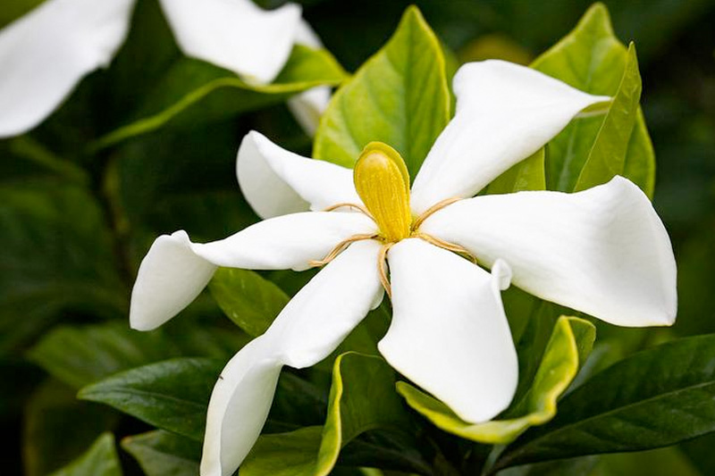 Hoa dành dành đơn