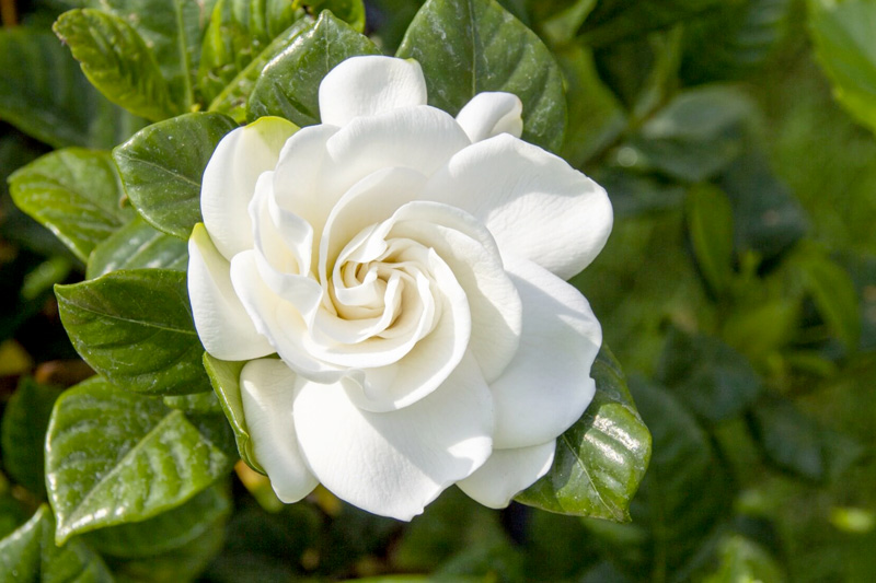 Hoa dành dành trắng