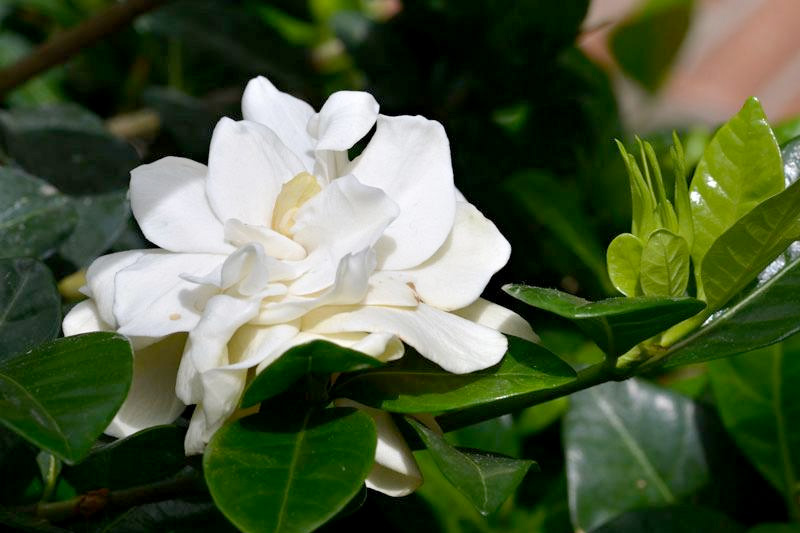 Hoa dành dành kép