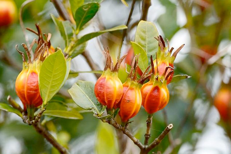 Cây Dành dành núi