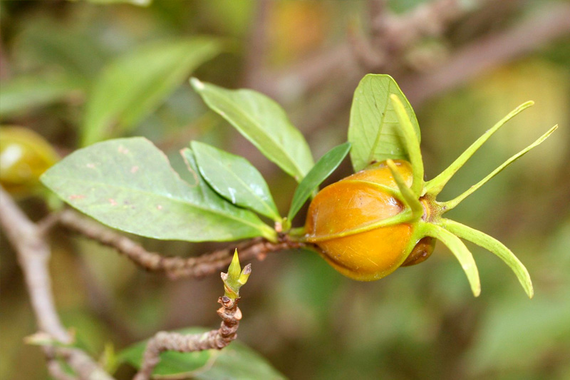 Cây Dành dành nước