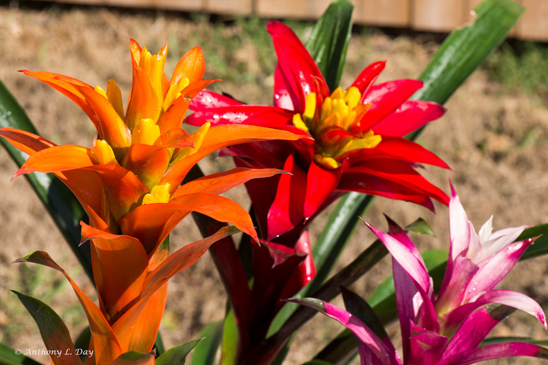 Cây dứa nến thường ra hoa 3 tháng 1 lần