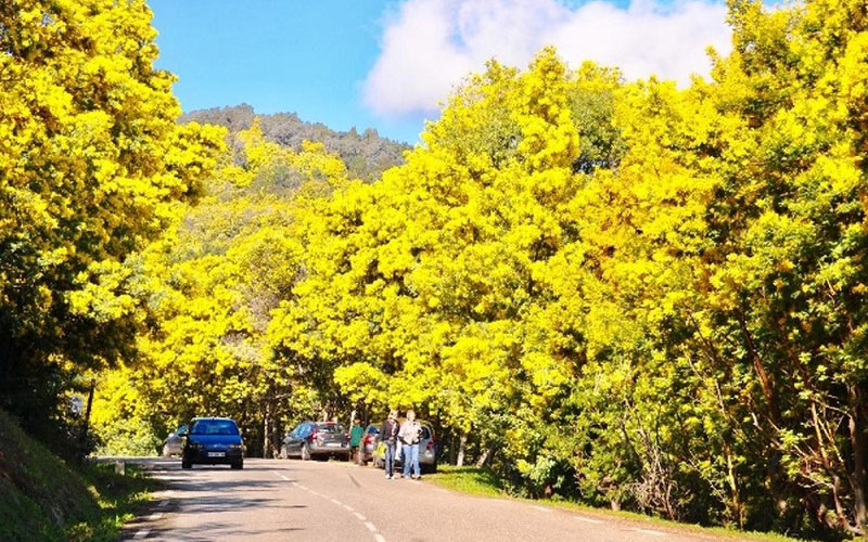 Cây hoa Mimosa - Loài hoa độc đáo, biểu tượng của tình yêu đôi lứa