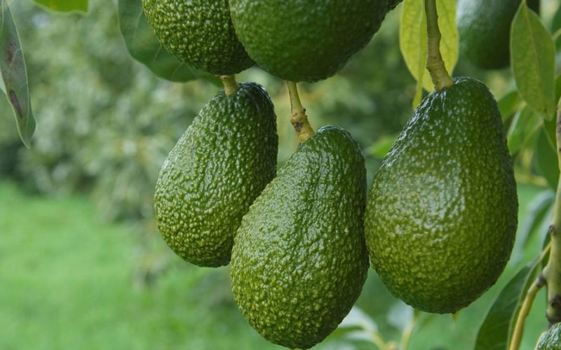 Giống bơ Hass được lai tạo giữa nhiều giống bơ khác nhau