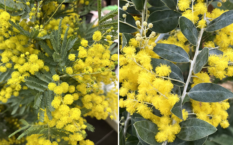 Hai loại lá của cây mimosa