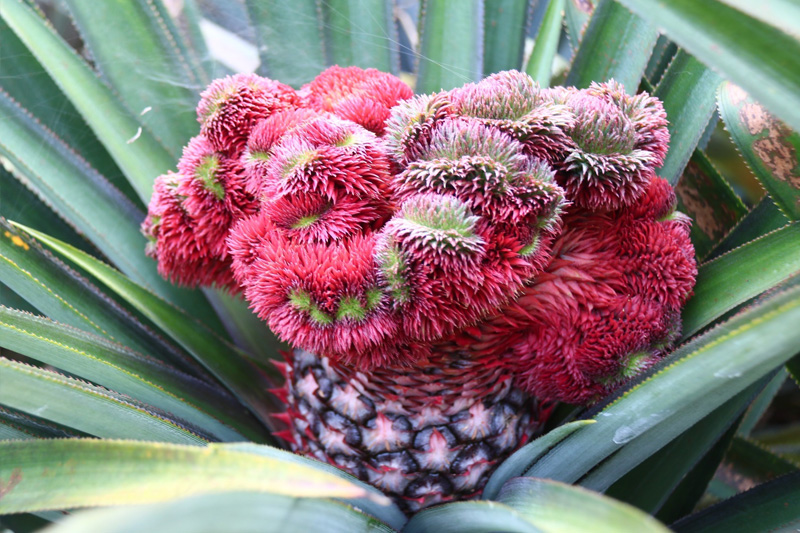 Mỗi trái khóm phụng có trọng lượng lên tới 1,5kg