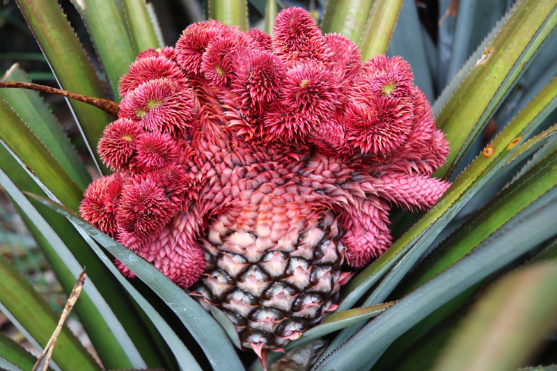 Trồng Khóm phụng được bán vào các dịp Lễ Tết lên tới 200k/ quả