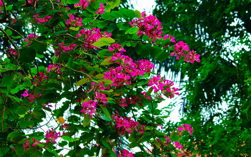 hoa-ban-do-ruc-ro-khap-troi-thu-do