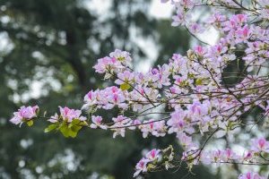 Cây hoa Ban Tây Bắc: Đặc điểm, Ý nghĩa và Cách chăm sóc chi tiết