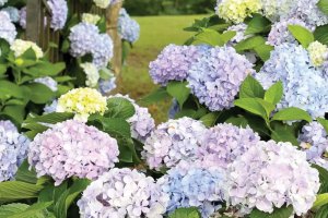 Cây hoa Cẩm tú cầu - Khám phá vẻ đẹp của sự tinh tế và thanh lịch