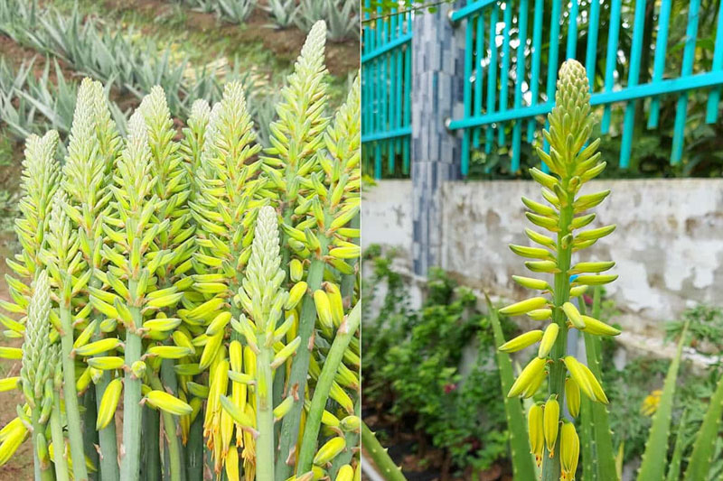 Hoa của cây nha đam