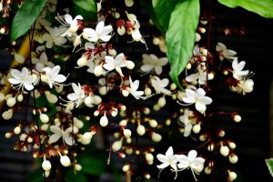 Cây Dạ ngọc minh châu sở hữu vẻ đẹp sang trọng, quý phái bậc nhất