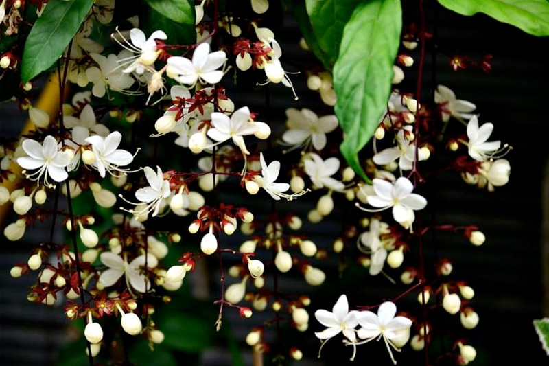 Trang trí không gian là tác dụng chính của dạ ngọc minh châu 