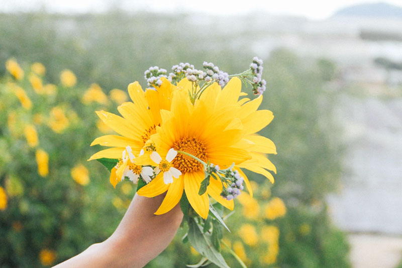 Hoa cúc quỳ được xem là biểu tượng của tình yêu mãnh liệt