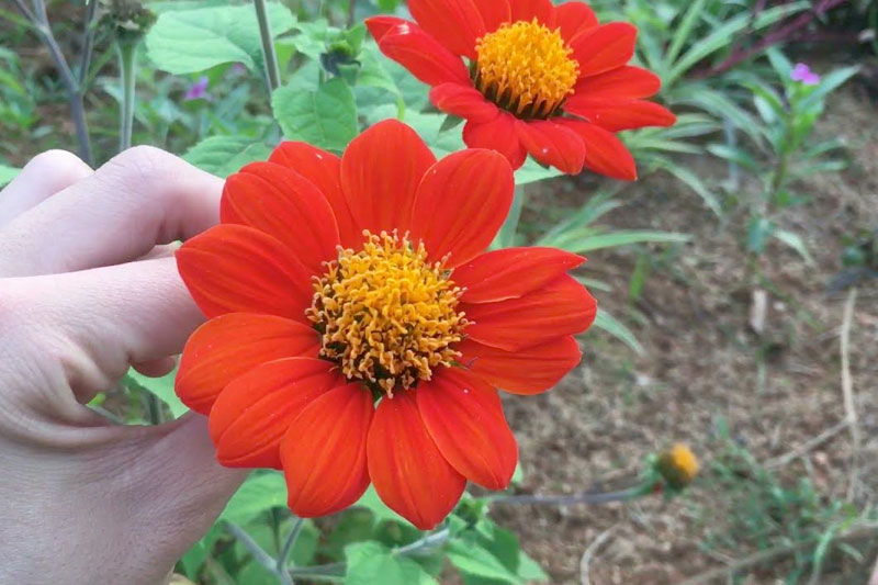 Hoa dã quỳ màu đỏ