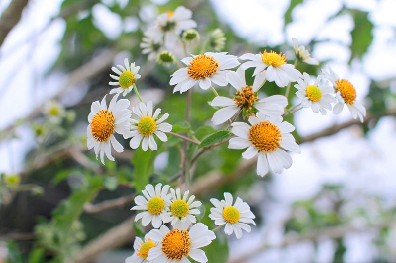 Hoa cúc quỳ màu trắng