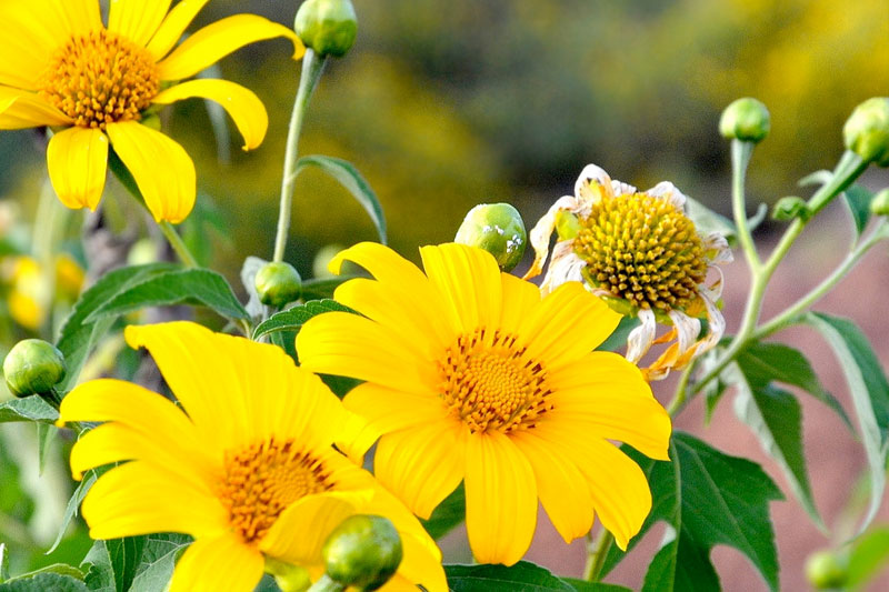 Hoa dã quỳ màu vàng