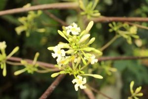 Cách phân biệt Đu đủ đực và cái chính xác 100%