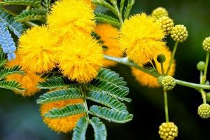 Cây hoa Mimosa - Loài hoa độc đáo, biểu tượng của tình yêu đôi lứa