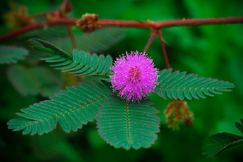 Cây trinh nữ - Xấu hổ - Mimosa hoa tím