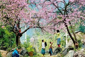 Mùa hoa tháng 1 - Địa điểm đẹp để ngắm hoa và chụp ảnh