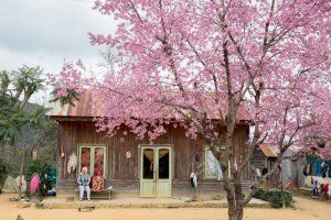 Mùa hoa tháng 2 - Địa điểm ngắm hoa và check in đẹp nhất 