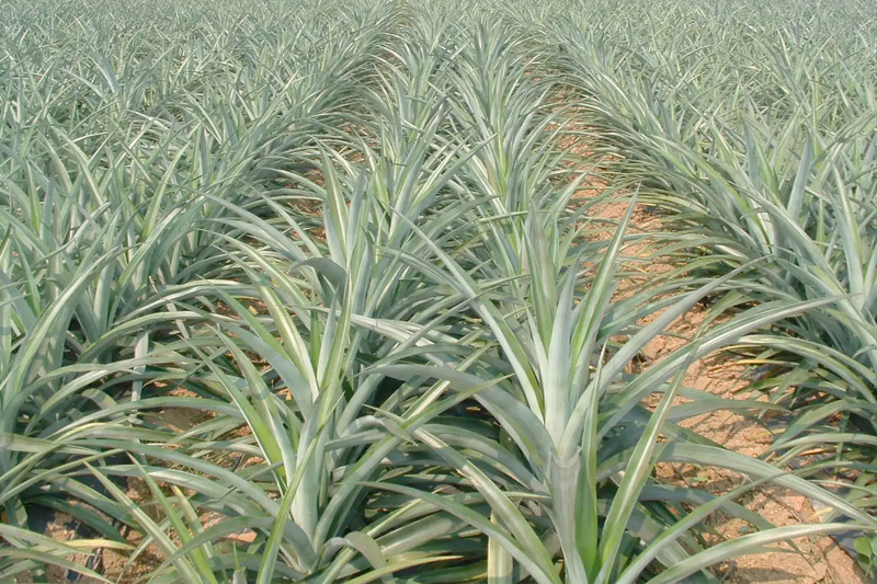 Khóm đuôi phụng sau 3 tháng trồng, sắp ra trái