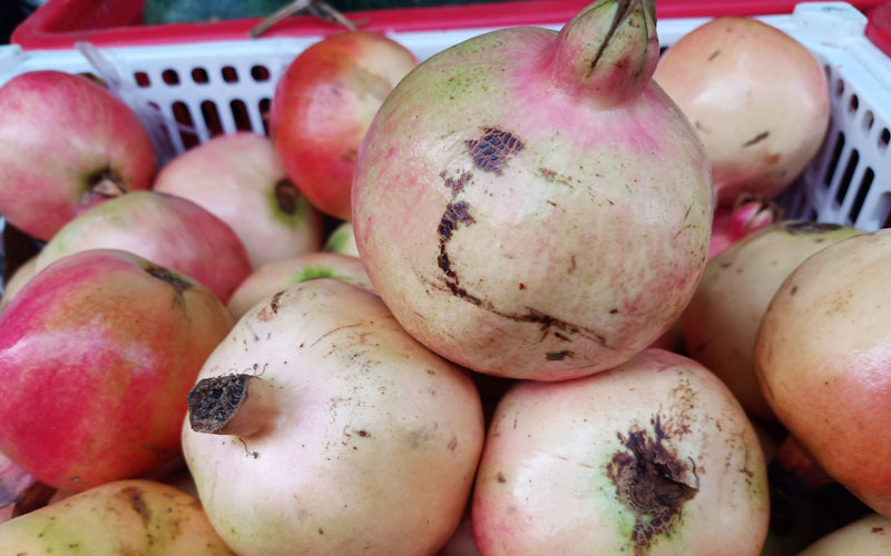 Quả lựu trắng truyền thống