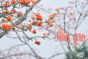 Mùa hoa tháng 3 - Địa điểm ngắm hoa và chụp ảnh đẹp nhất 