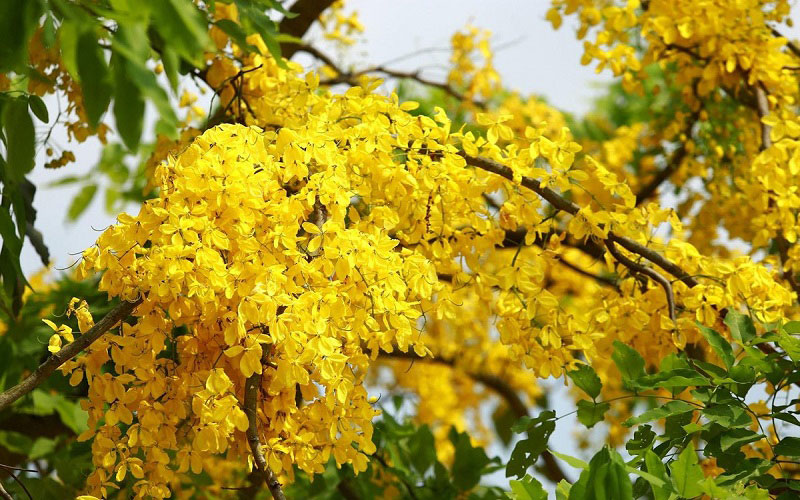 muong-hoang-yen-co-ten-goi-khoa-hoc-la-cassia-fistula