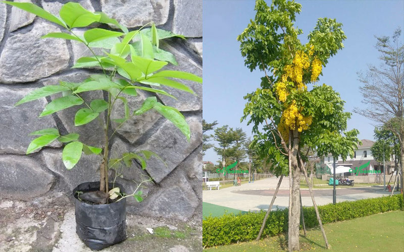 Muồng hoàng yến có thể trồng được với nhiều loại đất