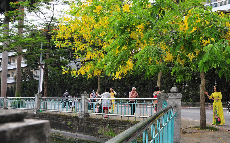 Muồng hoàng yến được trồng nhiều tại các nơi công cộng