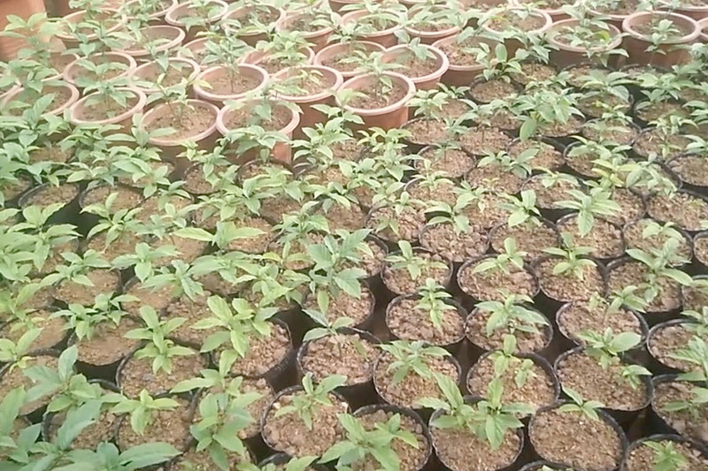 Giâm cành là phương pháp nhân giống cây tốt nhất hiện nay