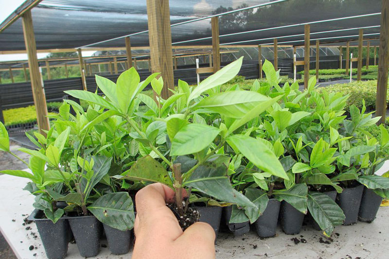 Nhân giống cây Dành dành bằng phương pháp giâm cành