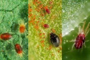 Nhện đỏ hại cây trồng và Các biện pháp phòng trừ hiệu quả