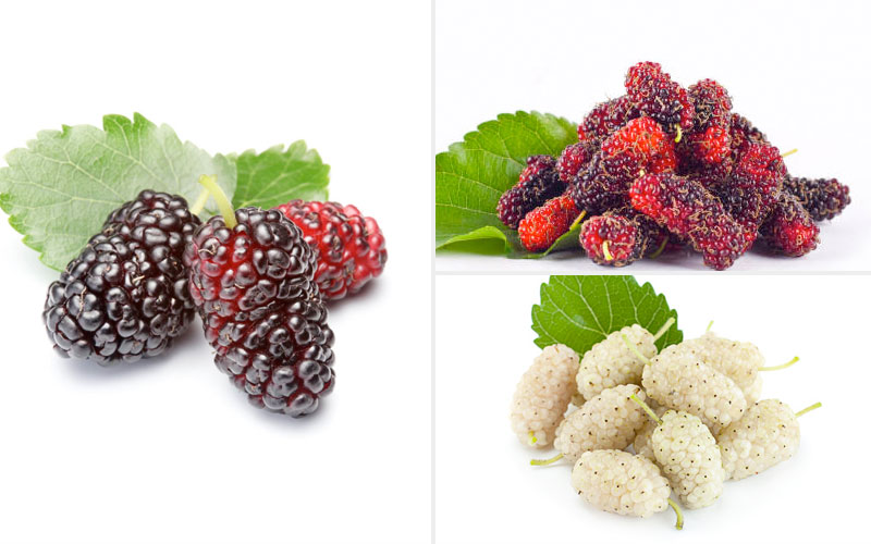 Quả dâu tằm trắng, đỏ, đen