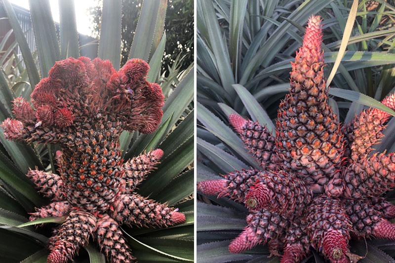 Quả dứa phụng có kích thước lớn từ 2-6kg