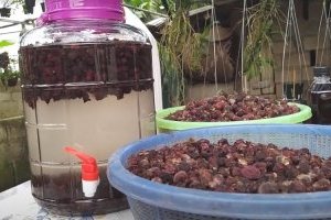 Cách ngâm rượu Sim rừng khô/tươi đơn giản ngay tại nhà