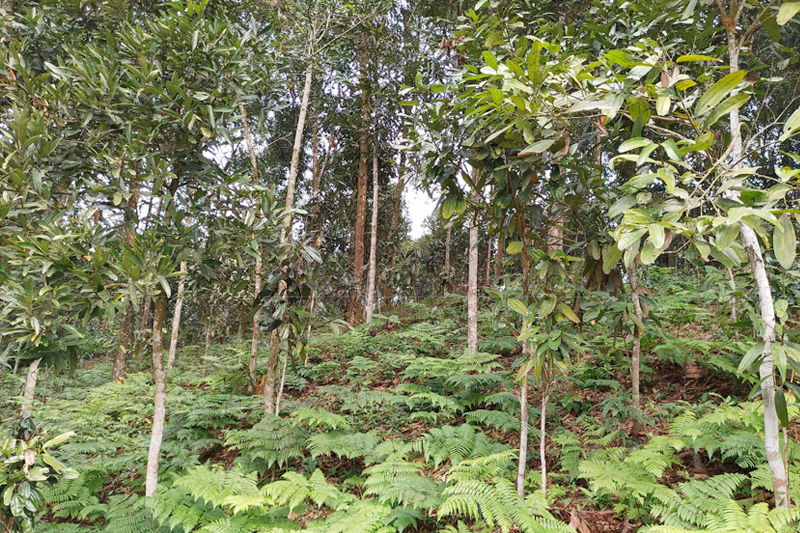 Cây quế có nguồn gốc từ Trung Quốc