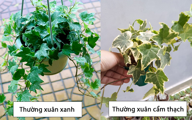 Thường xuân xanh và Thường xuân cẩm thạch