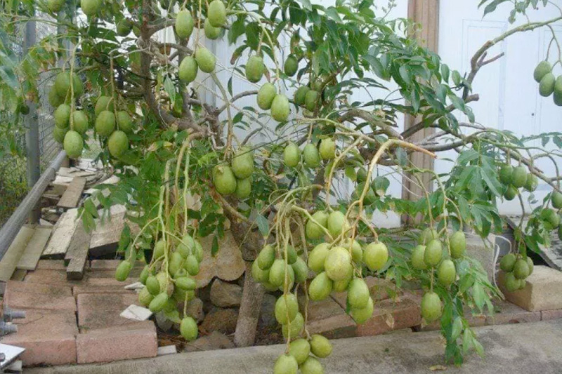 Bạn có thể trồng cây cóc trên đất hoặc trong chậu