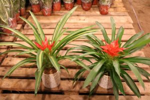 Cây Dứa cảnh - Dứa kiểng - Khóm kiểng