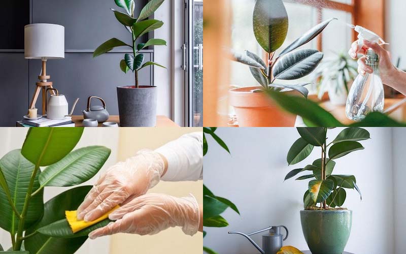 Trồng và chăm sóc cây đa búp đỏ