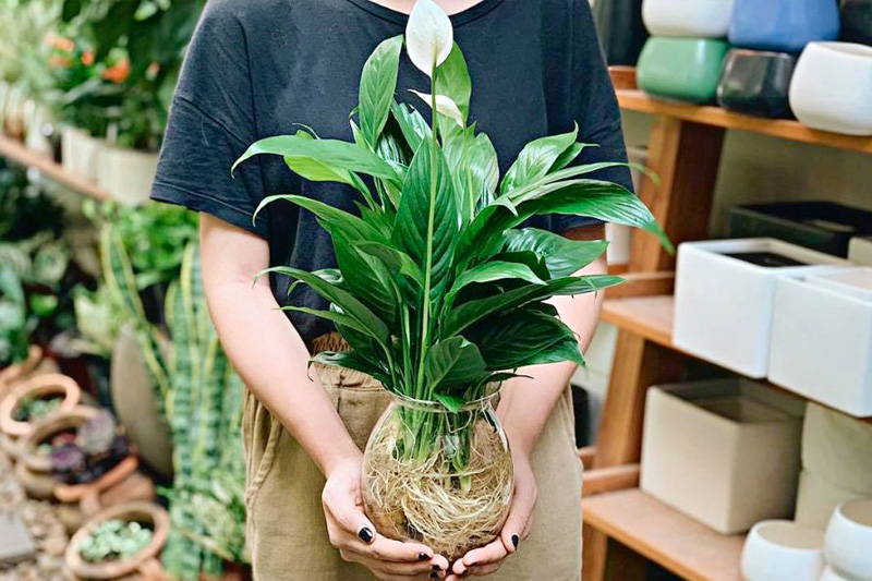 Để Lan ý phát triển tốt cần có cách trồng và chăm sóc khoa học