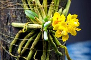 Cách trồng và chăm sóc lan Căn Diệp ra hoa đẹp nhất