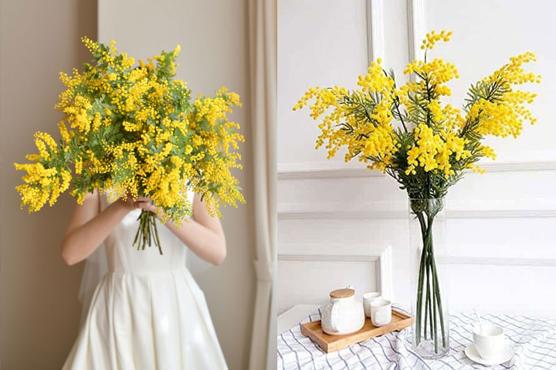Ý nghĩa hoa mimosa - Biểu tượng cho tình yêu vĩnh cửu