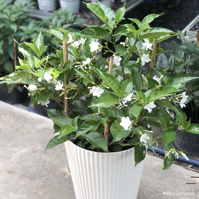 Cây ngọc bút được chăm sóc tốt sẽ rất nhanh ra hoa