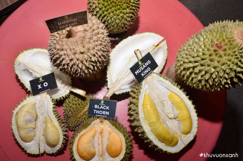 Phân biệt Musangking và các loại sầu riêng khác