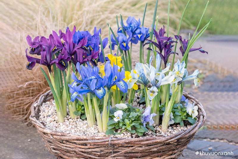 Cách chăm sóc hoa diên vĩ đơn giản nhất